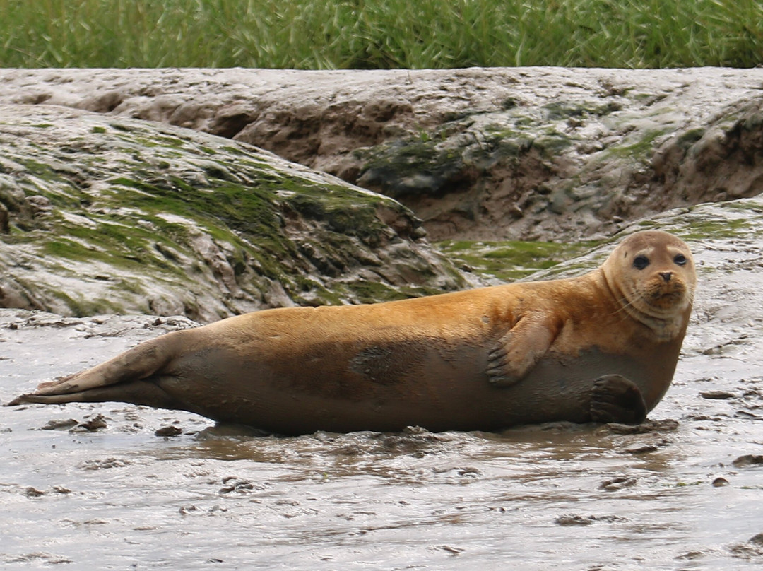 Discovery Seal Trips-Rochford必去景点