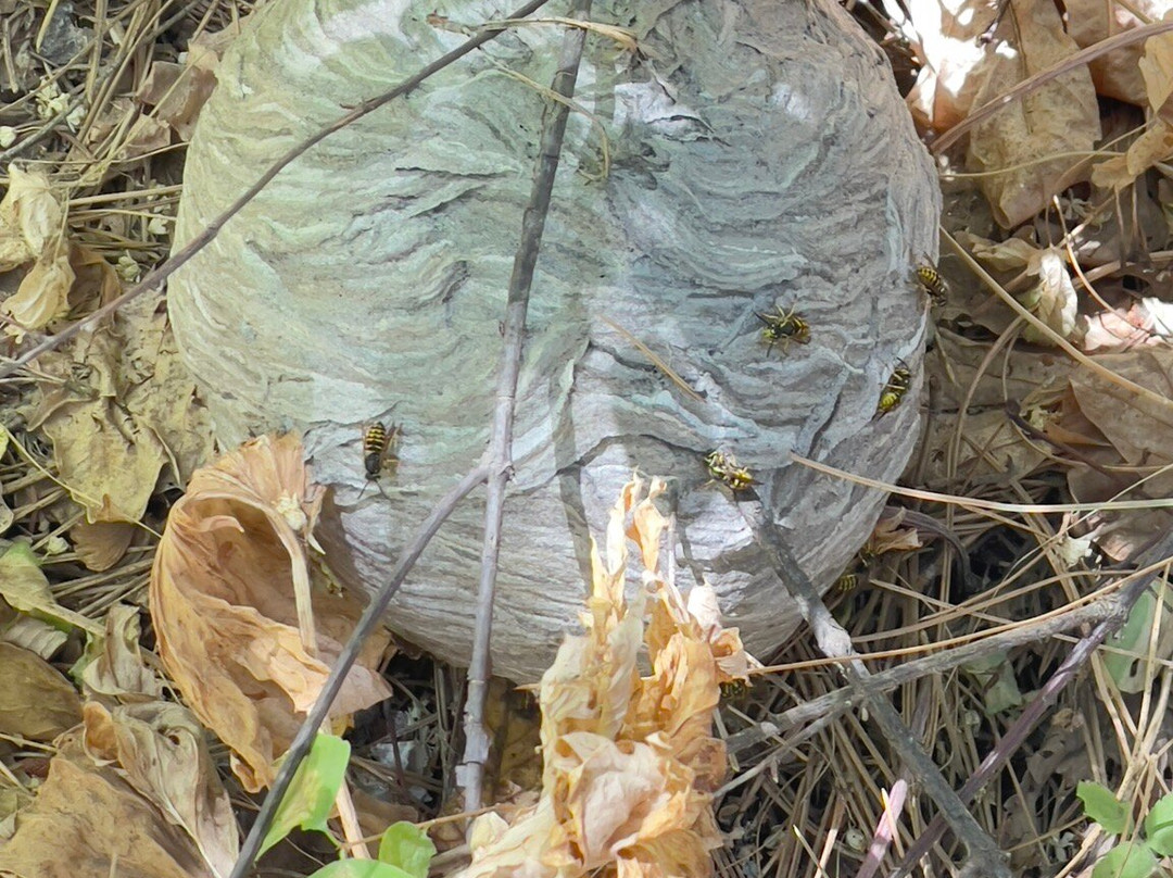 Icicle Ridge Trail-莱文沃思必去景点
