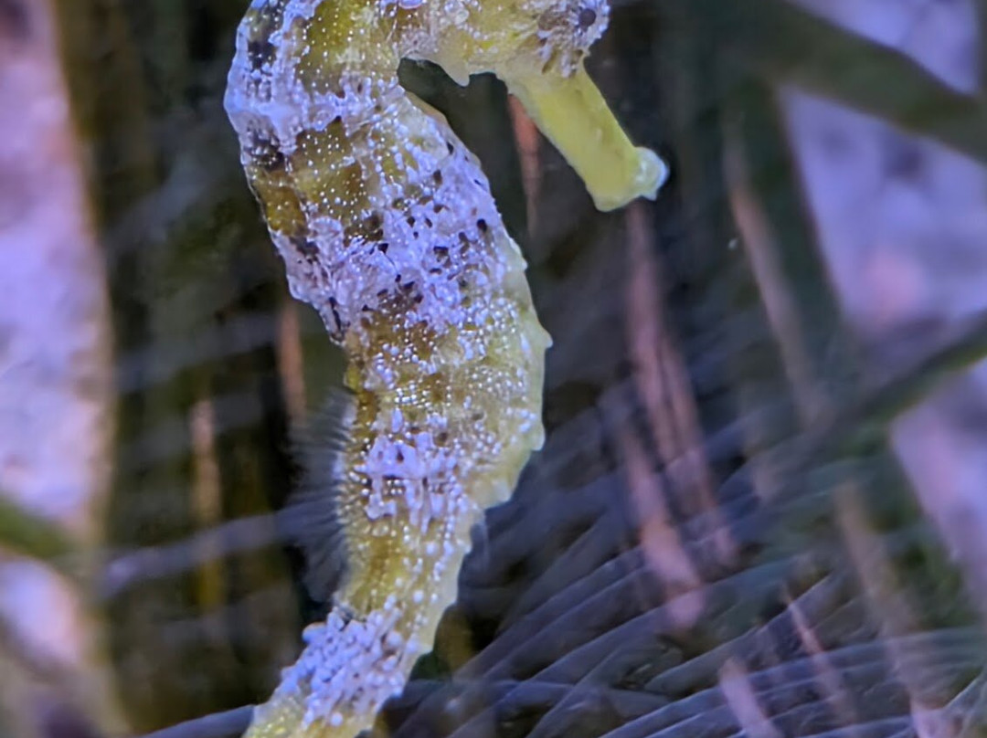 SEA LIFE Timmendorfer Strand-蒂门多佛海滩必去景点