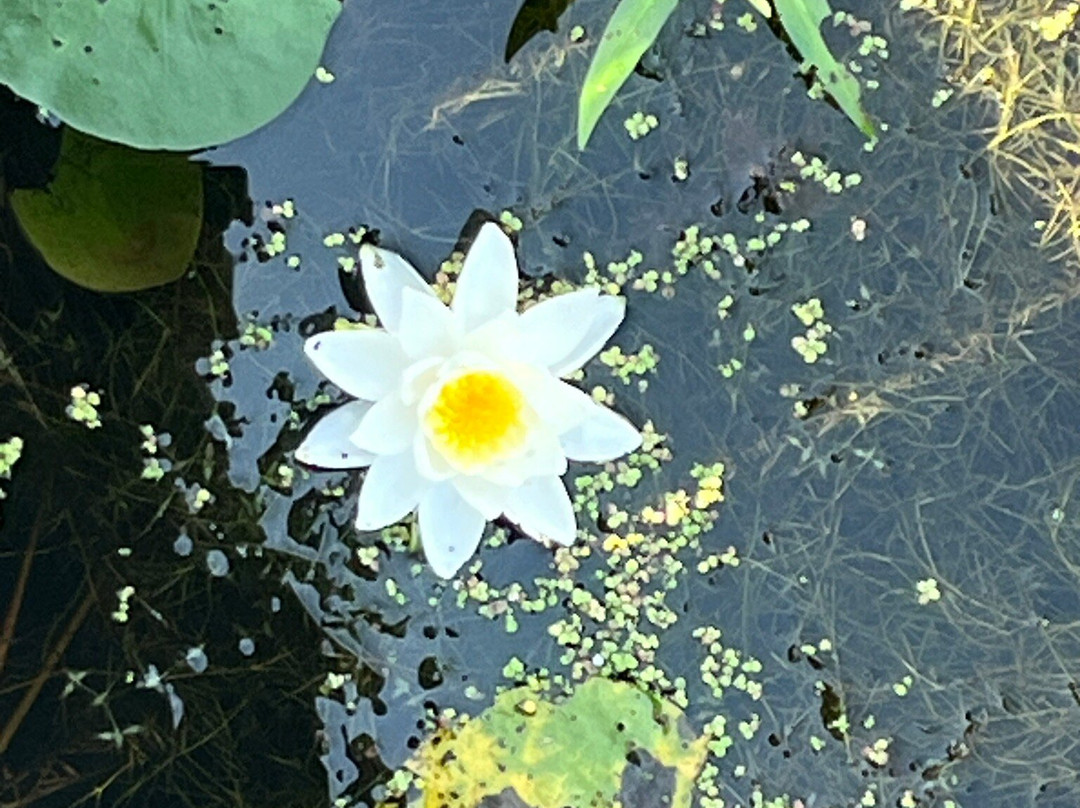 Beaver Marsh-Peninsula必去景点