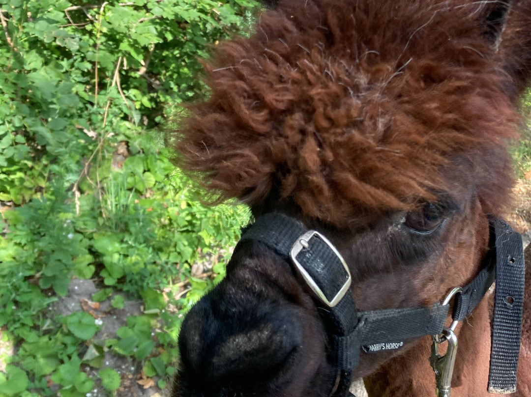 Wandelen met alpaca's-Delfgauw必去景点