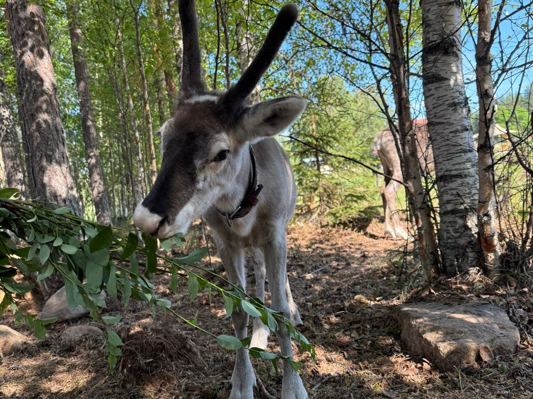 Blueberry Lodge Tours and Activities-Overkalix必去景点