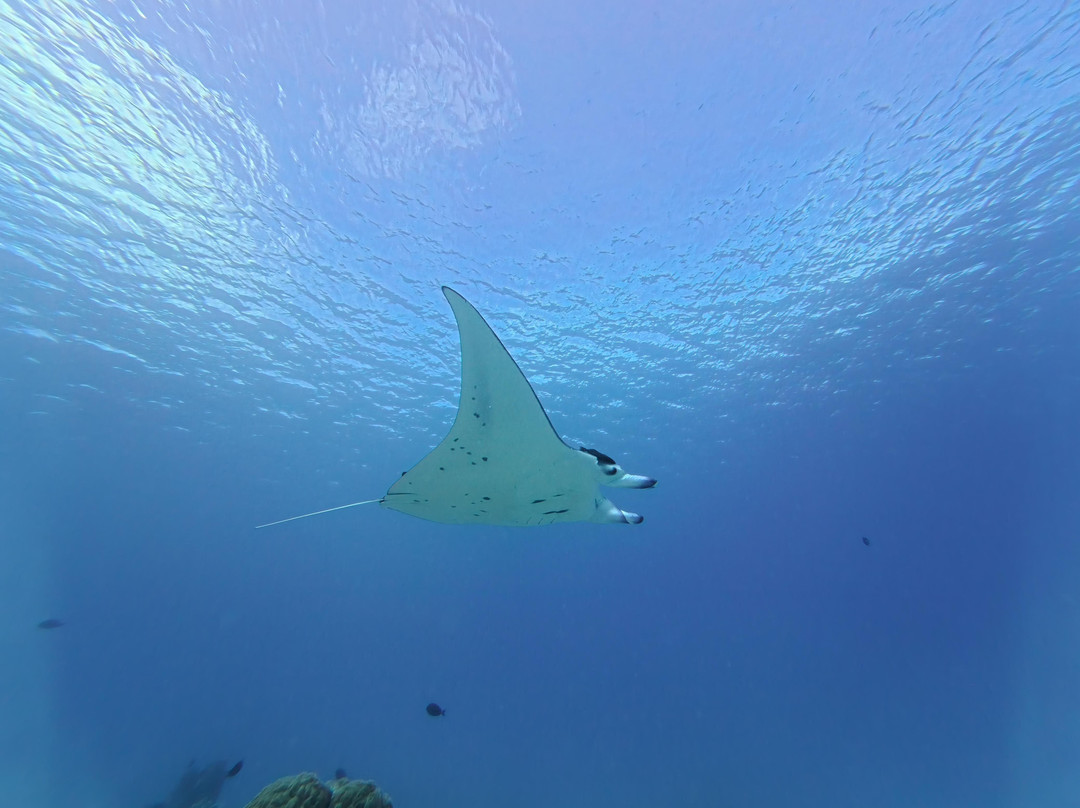 Maupiti Diving-Maupiti Island必去景点