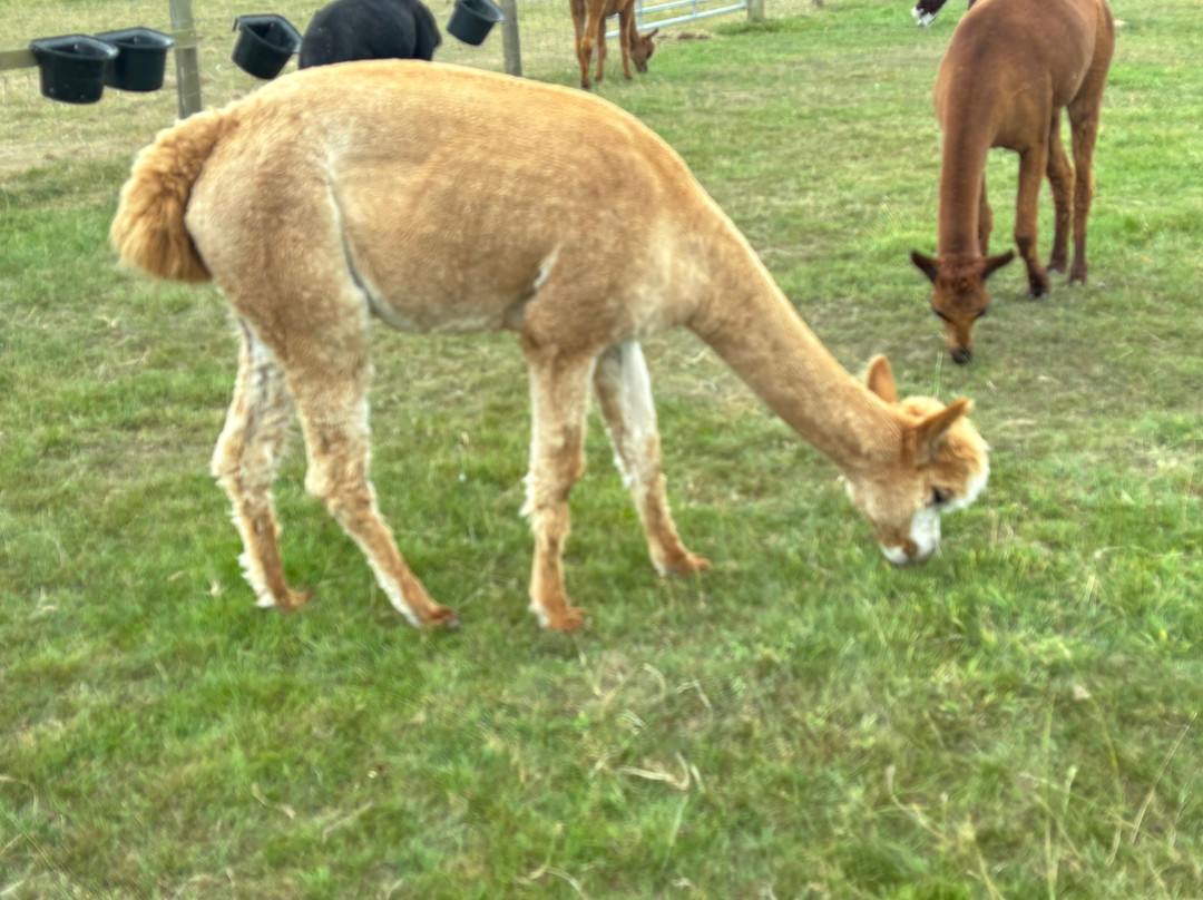 Clivewood Alpacas-什鲁斯伯里必去景点