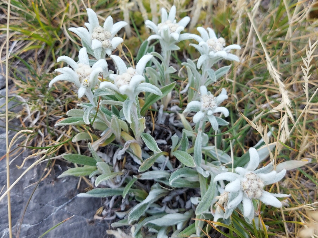 Le Chants du Mele主图