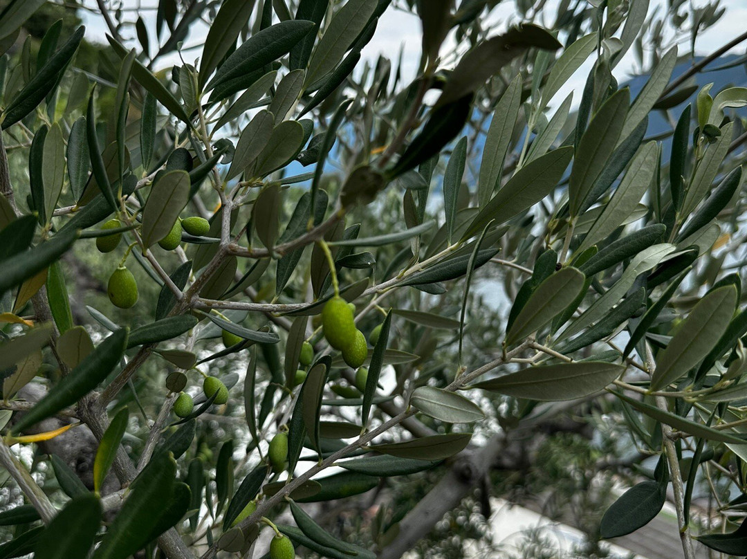 Hotel Capo Reamol主图