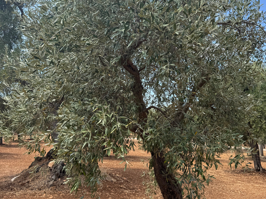 Masseria Valente主图