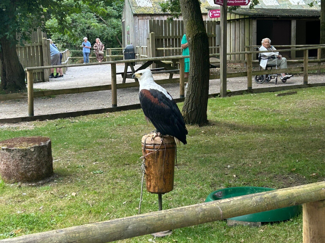 National Centre For Birds Of Prey-赫尔姆斯利必去景点