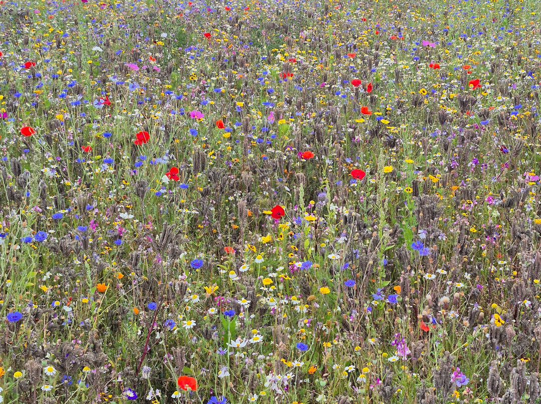 The Flower Belt-赫尔姆斯利必去景点