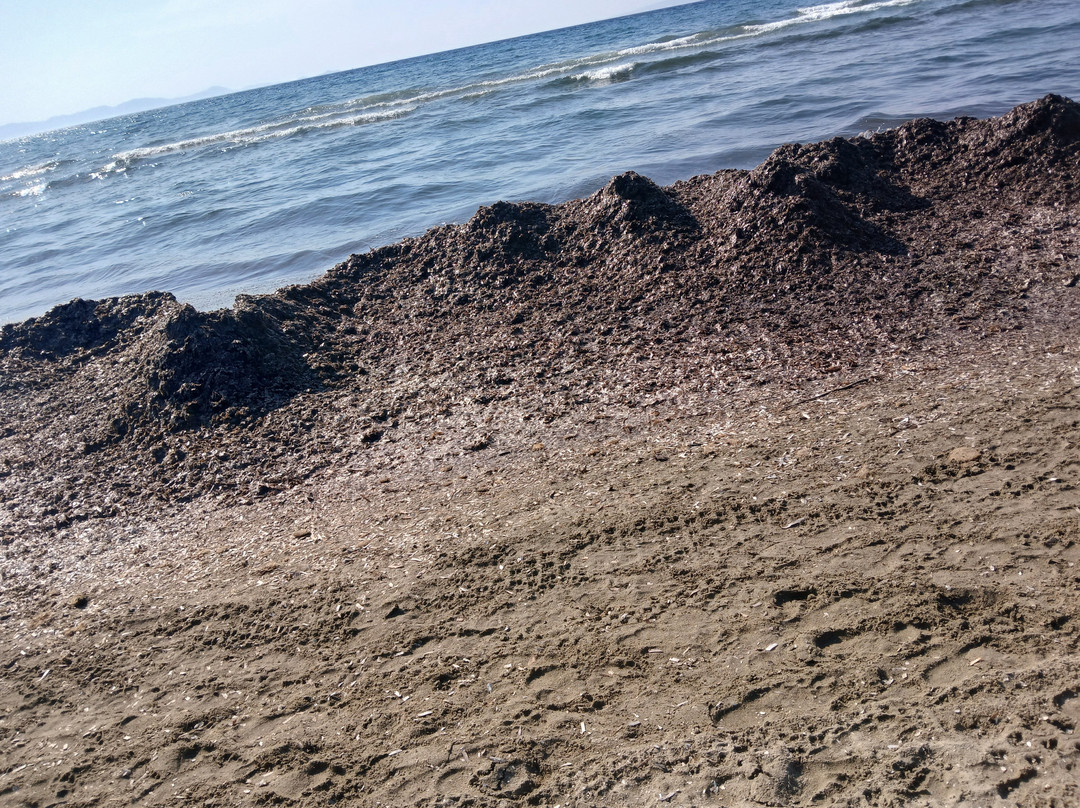 Spiaggia di Punta Ala-佩斯卡亚堡必去景点