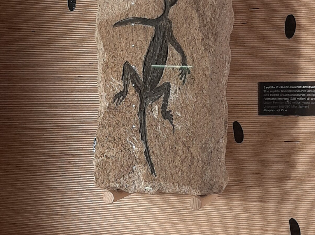 Geological Museum of the Dolomites-普雷达佐必去景点