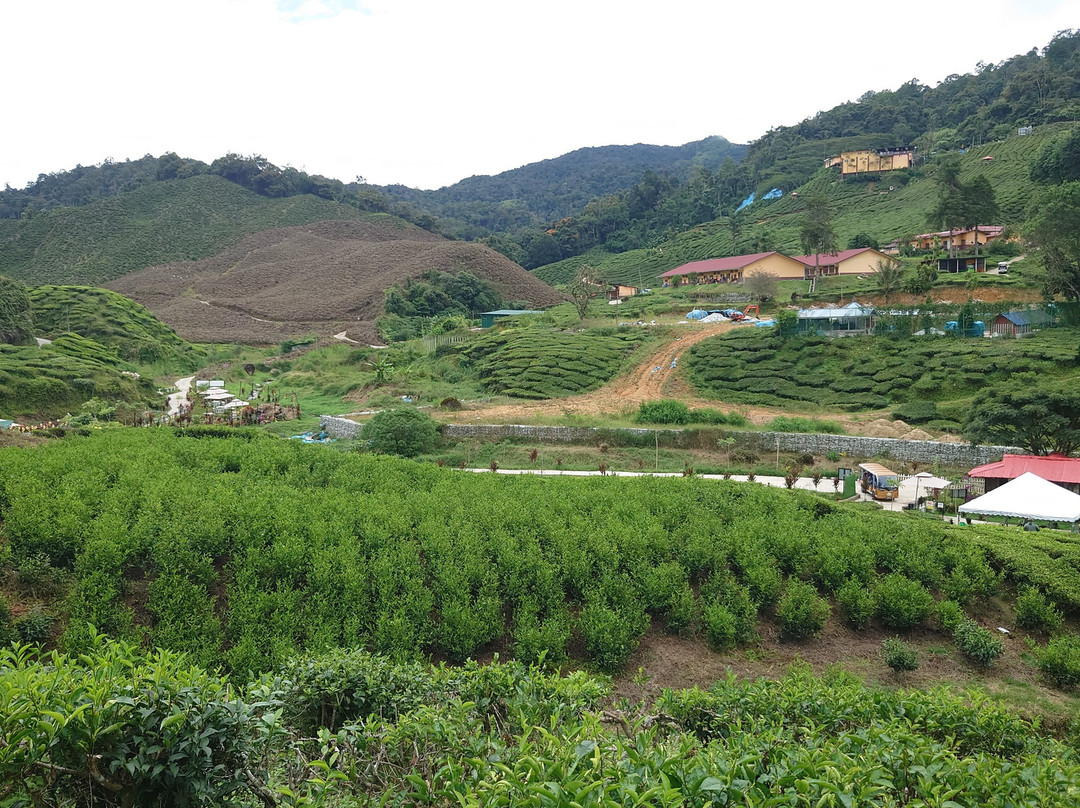 Cameron Highlands-彭亨必去景点