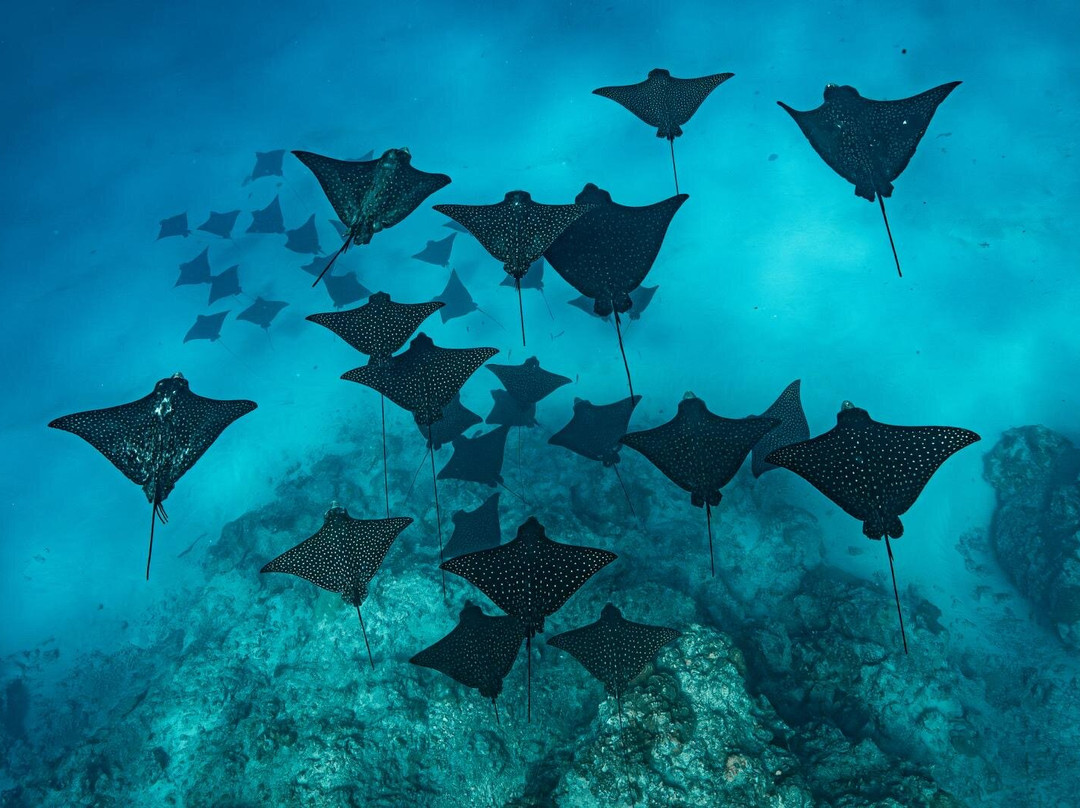 'ATAE : Safari Océan ~ Tahiti-普纳奥亚必去景点