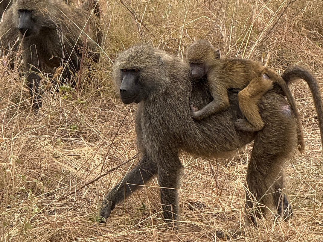 African Traits-阿鲁沙必去景点