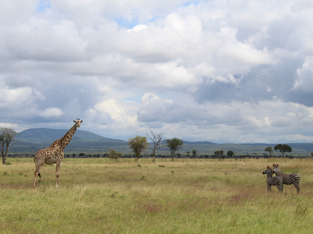 Kelvin Safaris-Mikumi必去景点
