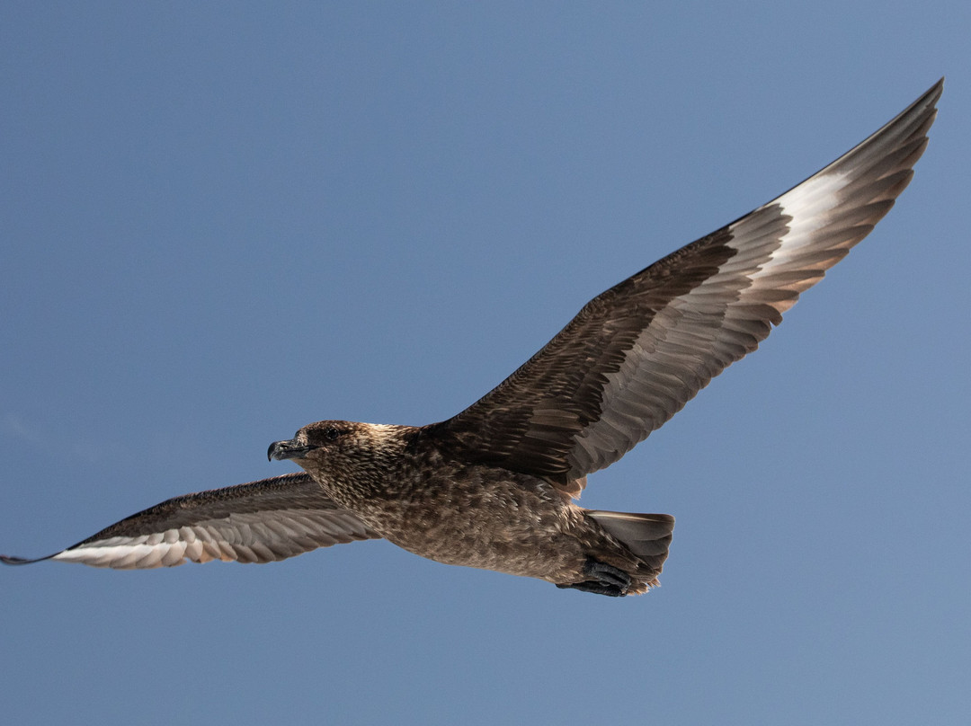 Shetland Seabird Tours - The Noss Boat-Lerwick必去景点