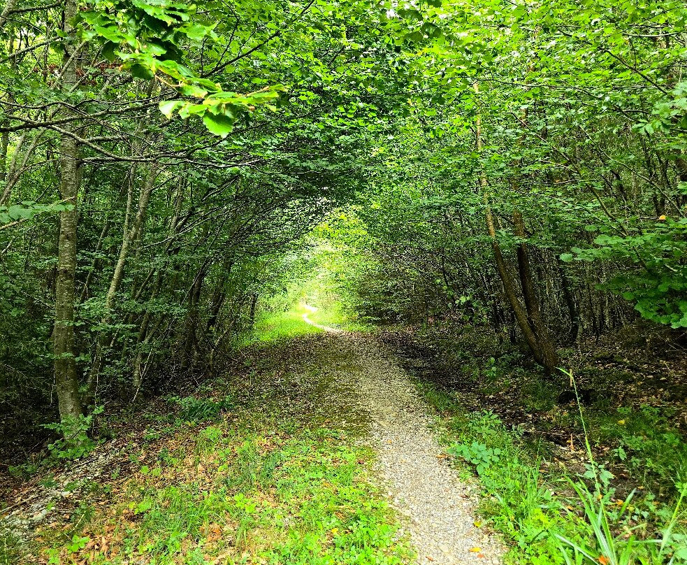 Irseer Klosterbraeu主图