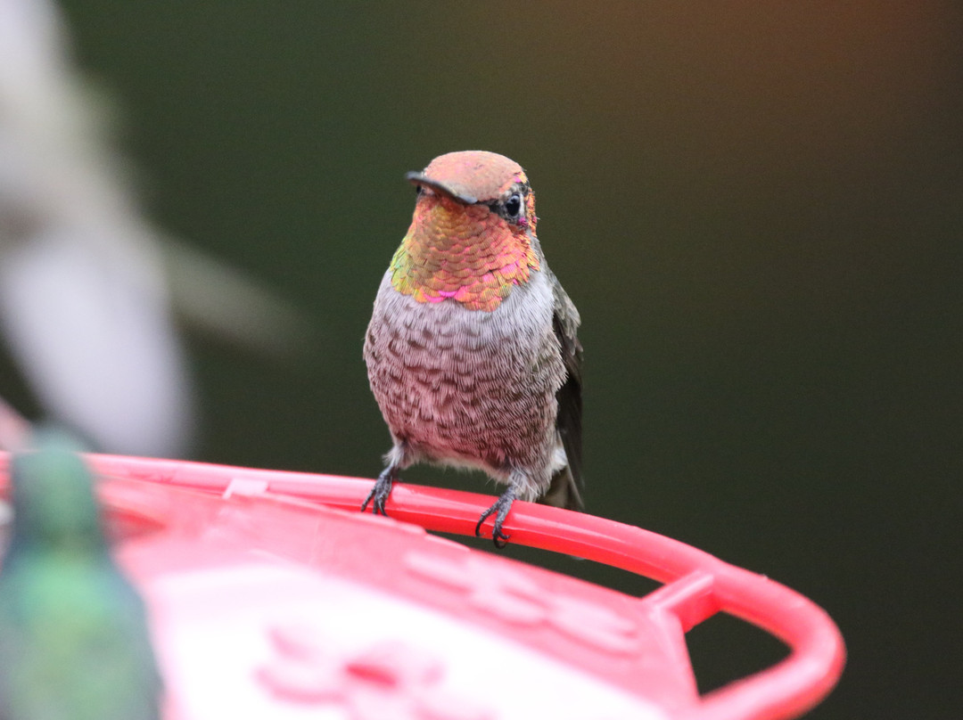 Santa Rita Lodge主图