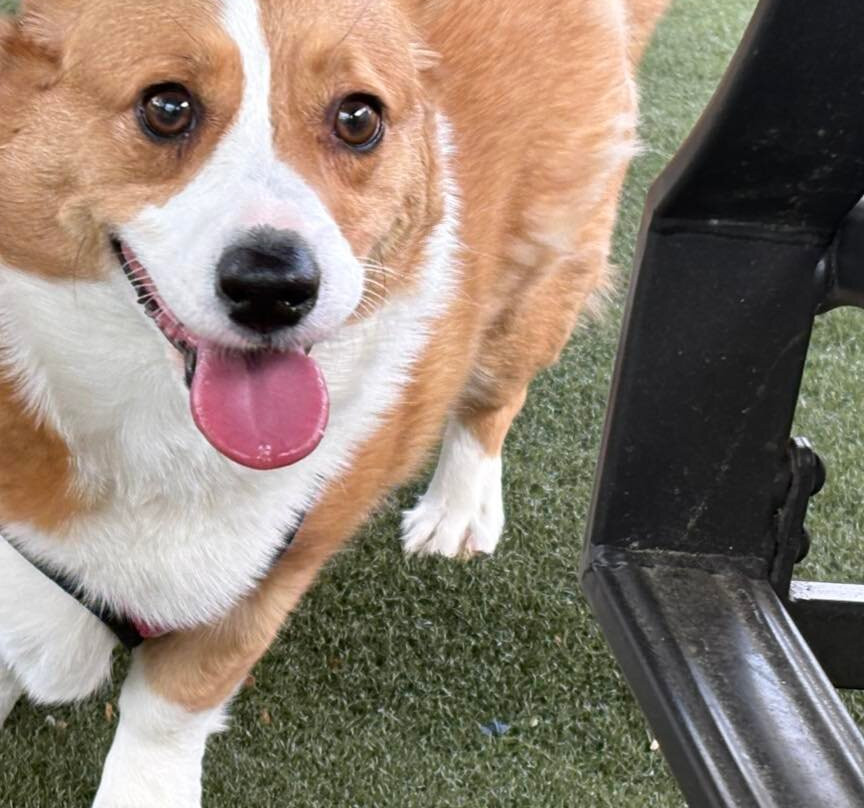 Manchester Dog Park & Social Club-Manchester必去景点