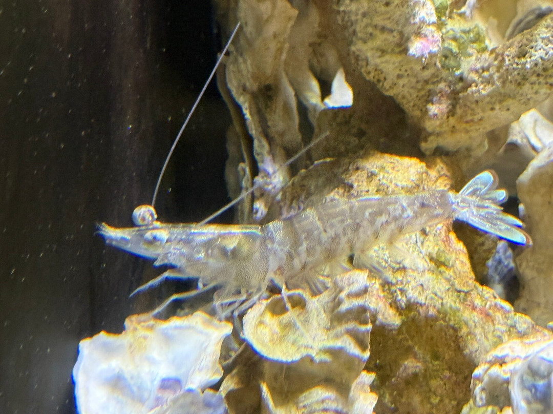 Rookery Bay National Estuarine Research Reserve-那不勒斯必去景点