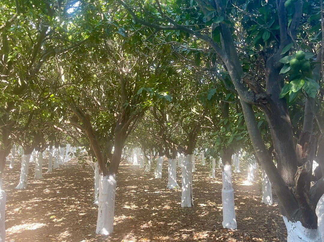 Perleas Mansion主图