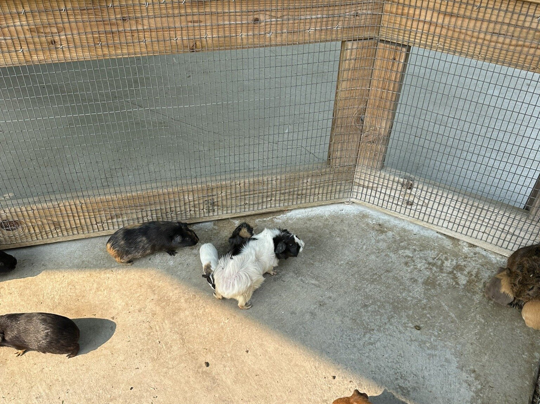 Deer Tracks Junction-Cedar Springs必去景点