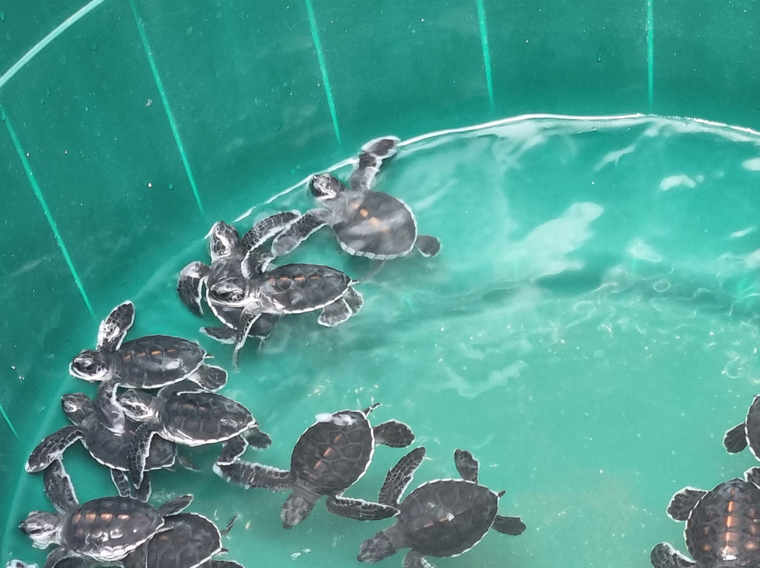 Nungwi Mnarani Aquarium-孥归必去景点