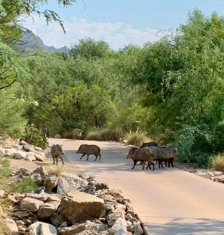 The Lodge at Ventana Canyon主图