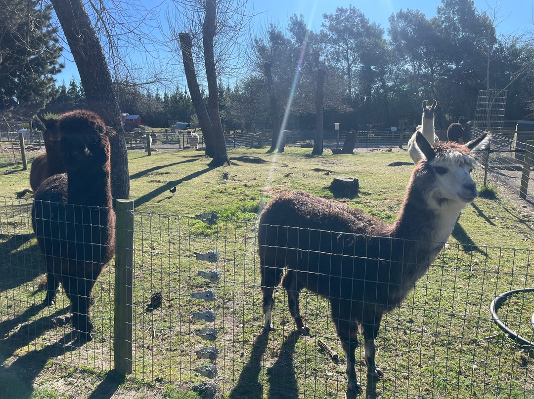 Arion Farm Education Park-基督城必去景点