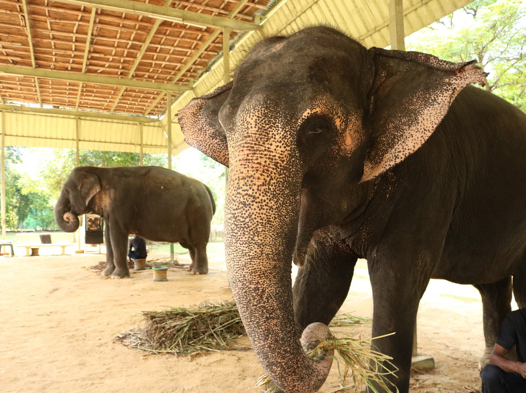 大象奇迹观光农场-斋蒲尔必去景点