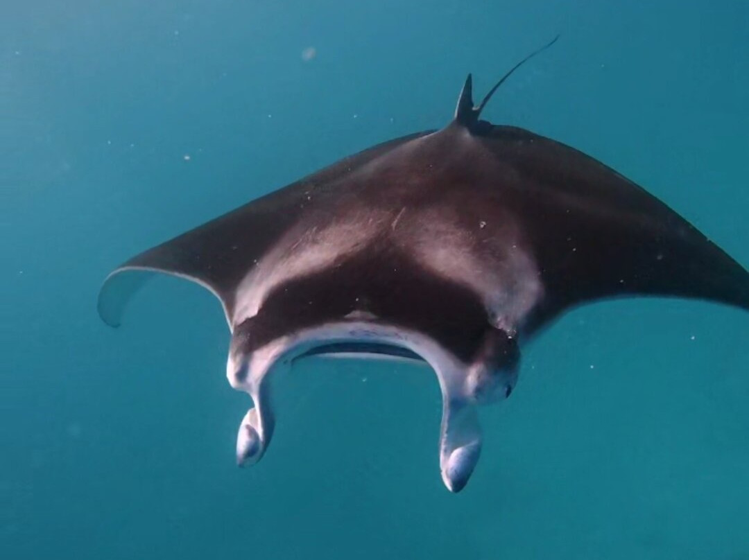 Big Blue Divers Rasdhoo-拉斯胡必去景点