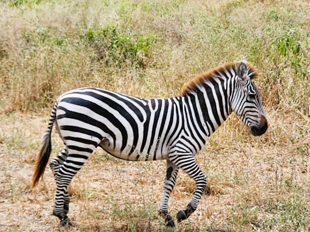 Mokimoh Adventure Tanzania-Dar es Salaam必去景点