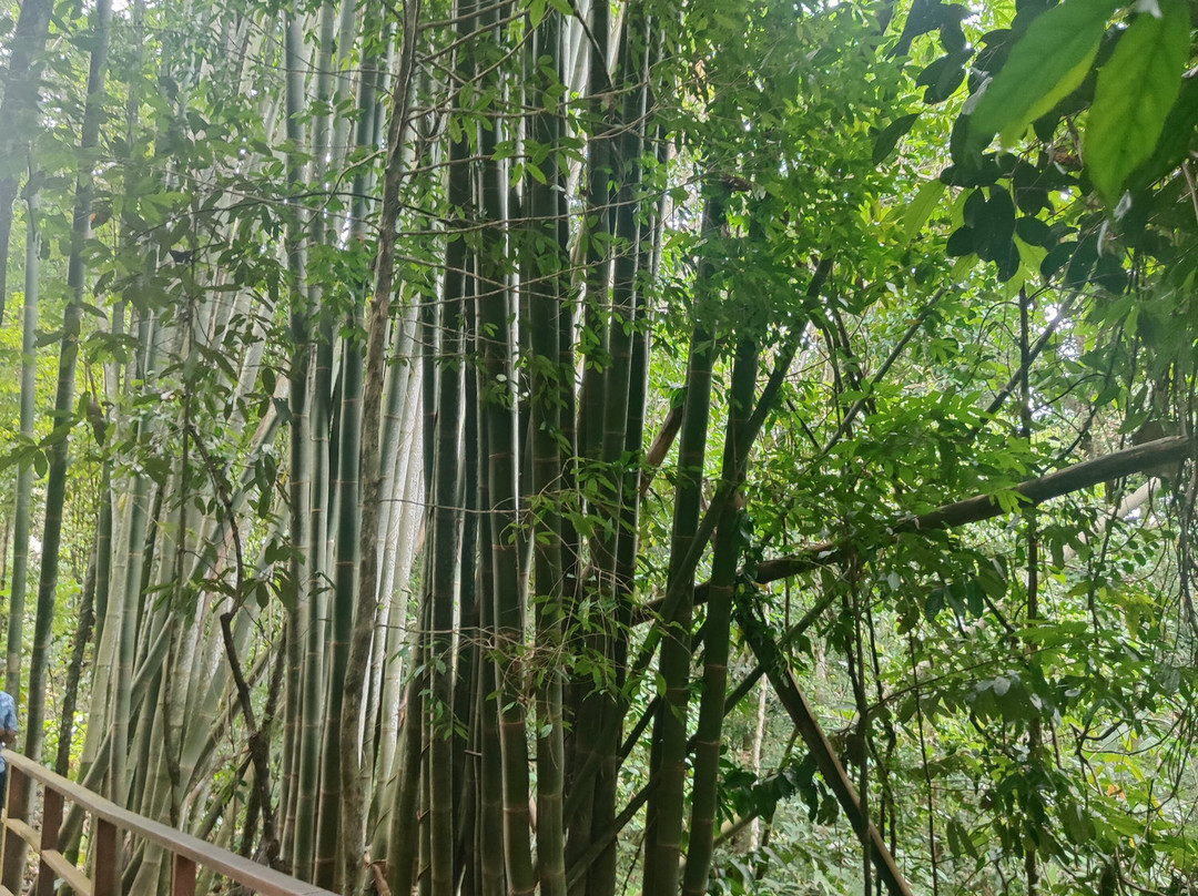 天蓬走道-亚庇必去景点