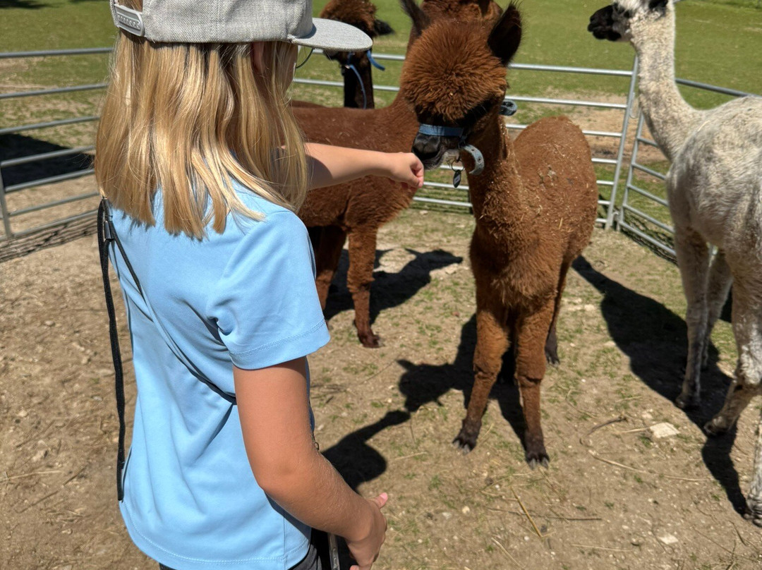 Golden Alpaca-Iggensbach必去景点