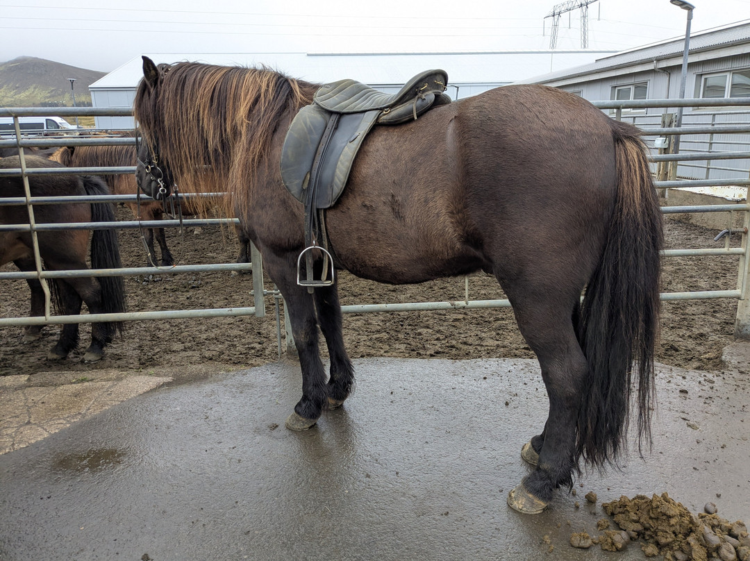 Eldhestar Volcano Horses-Olfus必去景点