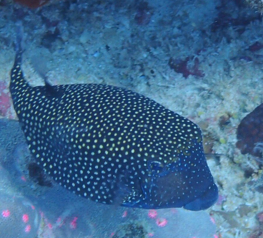 Praslin Pro Divers-普拉兰岛必去景点