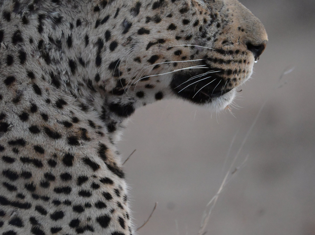 Savanna Private Game Reserve主图