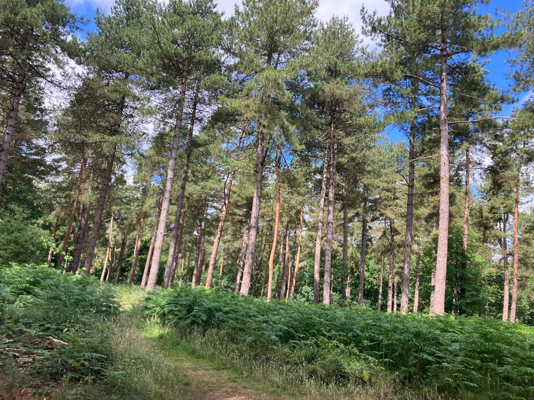 Markshall Estate-科尔切斯特必去景点