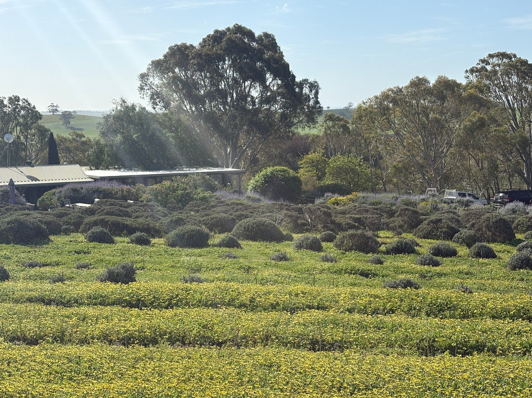 Lyndoch Lavender Farm-林道必去景点