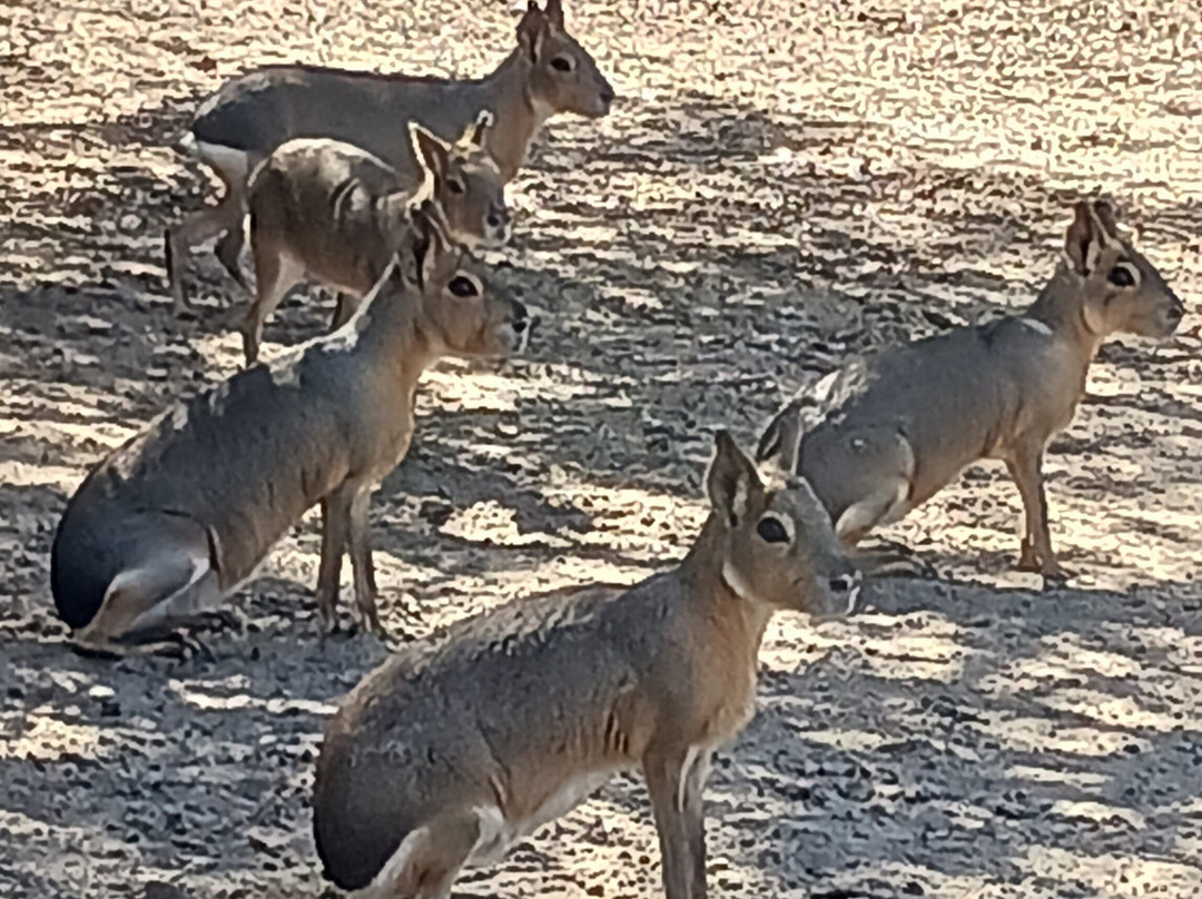 Giraffe Ranch-Dade City必去景点