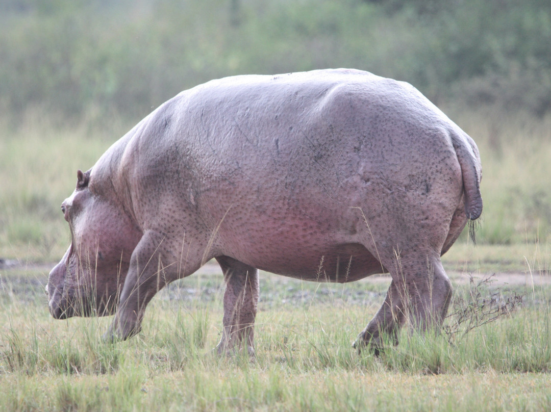 Gorillas and Beyond Safari-恩德培必去景点