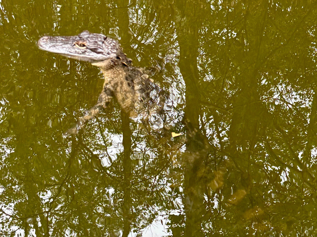 H2O Sports-希尔顿头岛必去景点