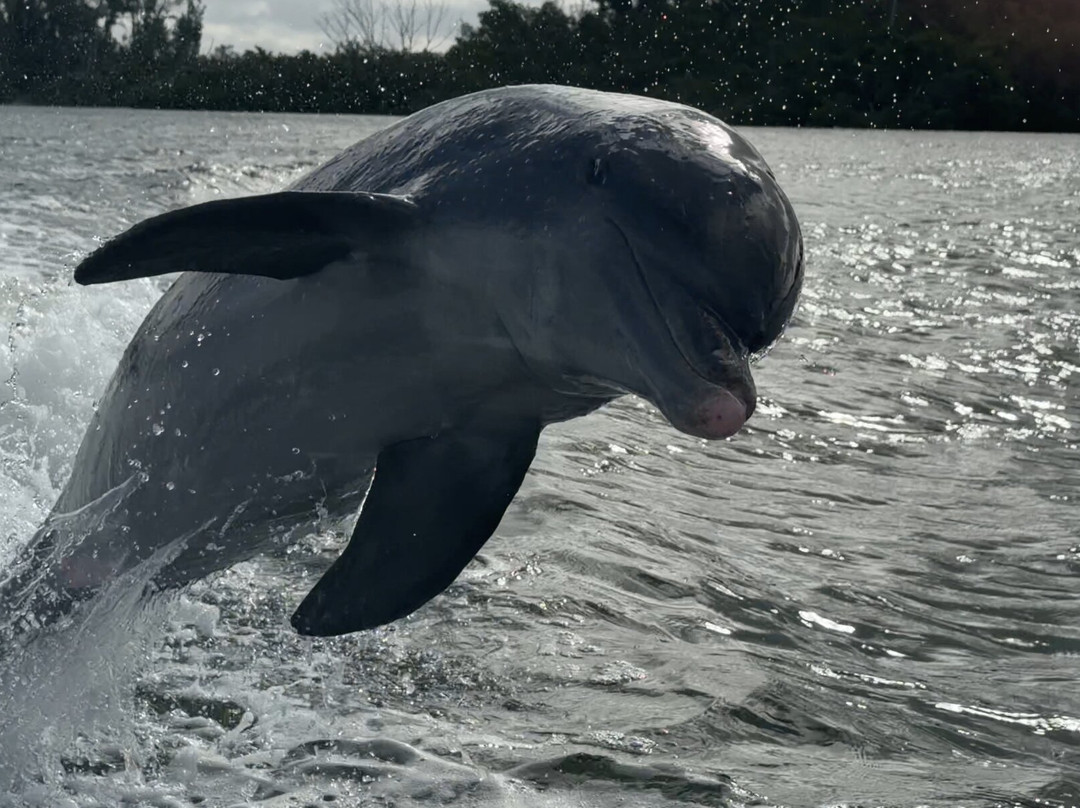 Suncoast Adventure Tours And Charters-Osprey必去景点