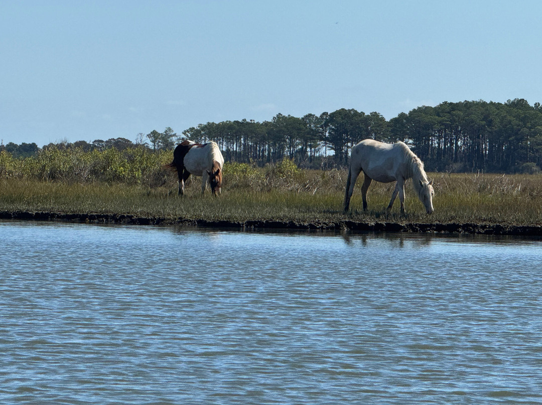Riptide Pony Tours-Chincoteague必去景点