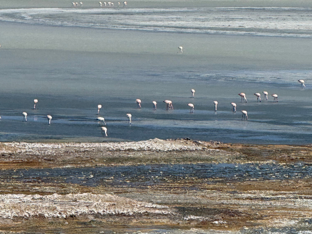 Laguna Brava-null必去景点