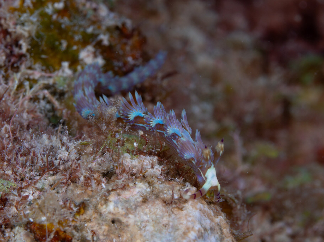 Océane's Dream-Ambatoloaka必去景点