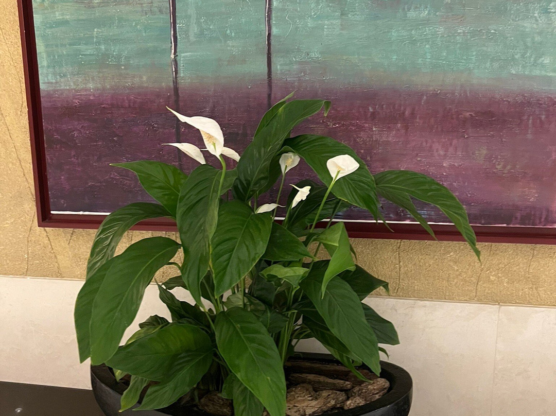 埃尔比勒罗塔纳酒店主图