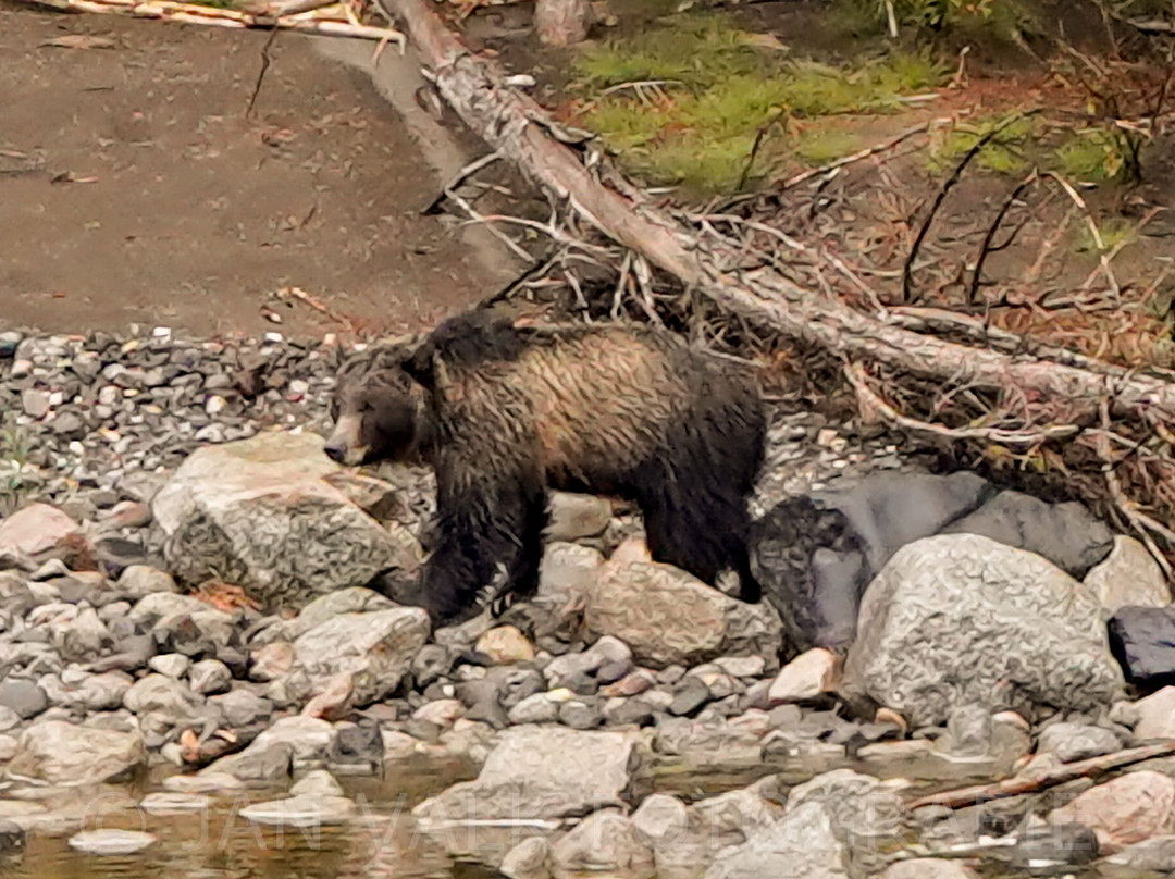 Yellowstone National Park-黄石国家公园必去景点