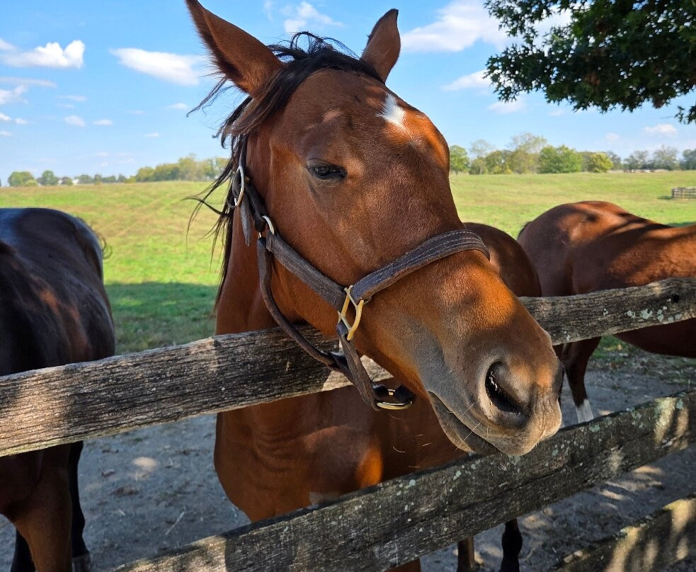 Mill Ridge Farm-列克星敦必去景点