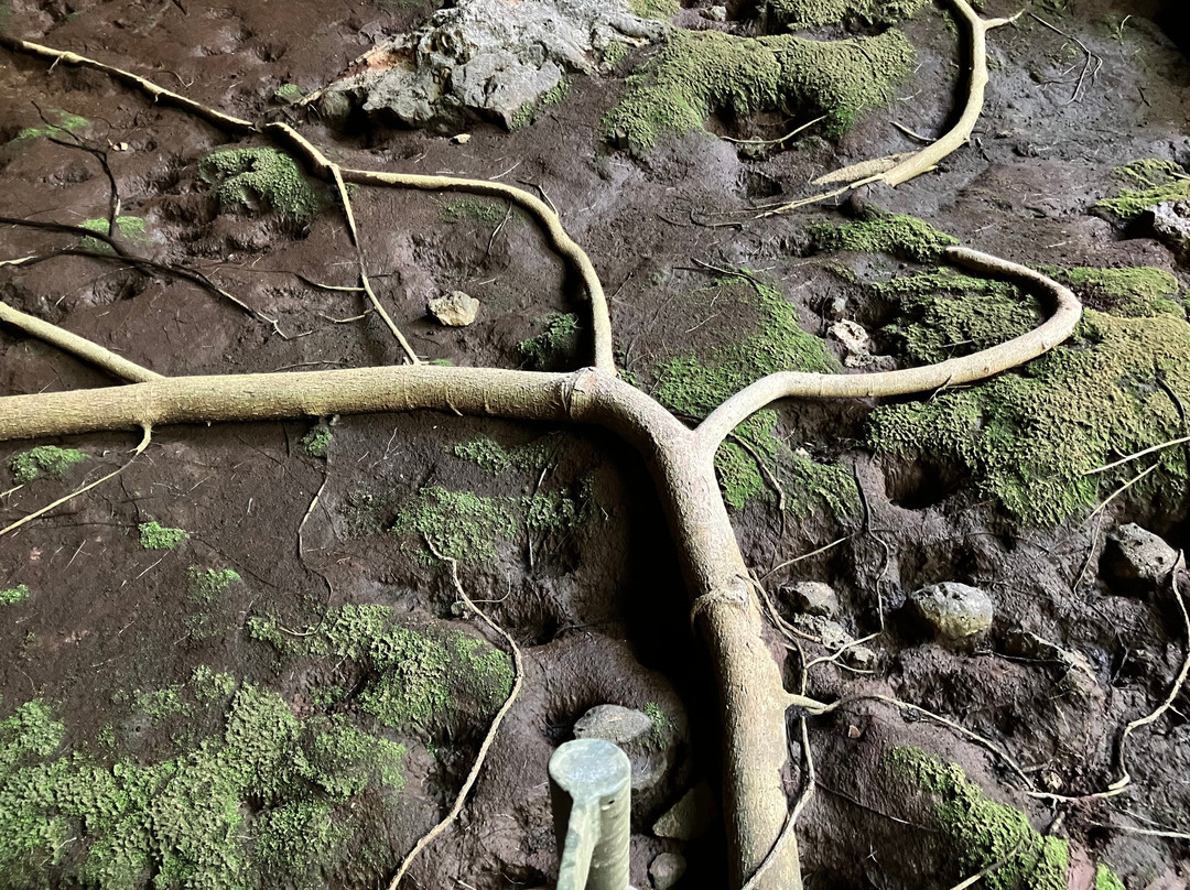 Undarra Lava Tubes-Undara Volcanic National Park必去景点